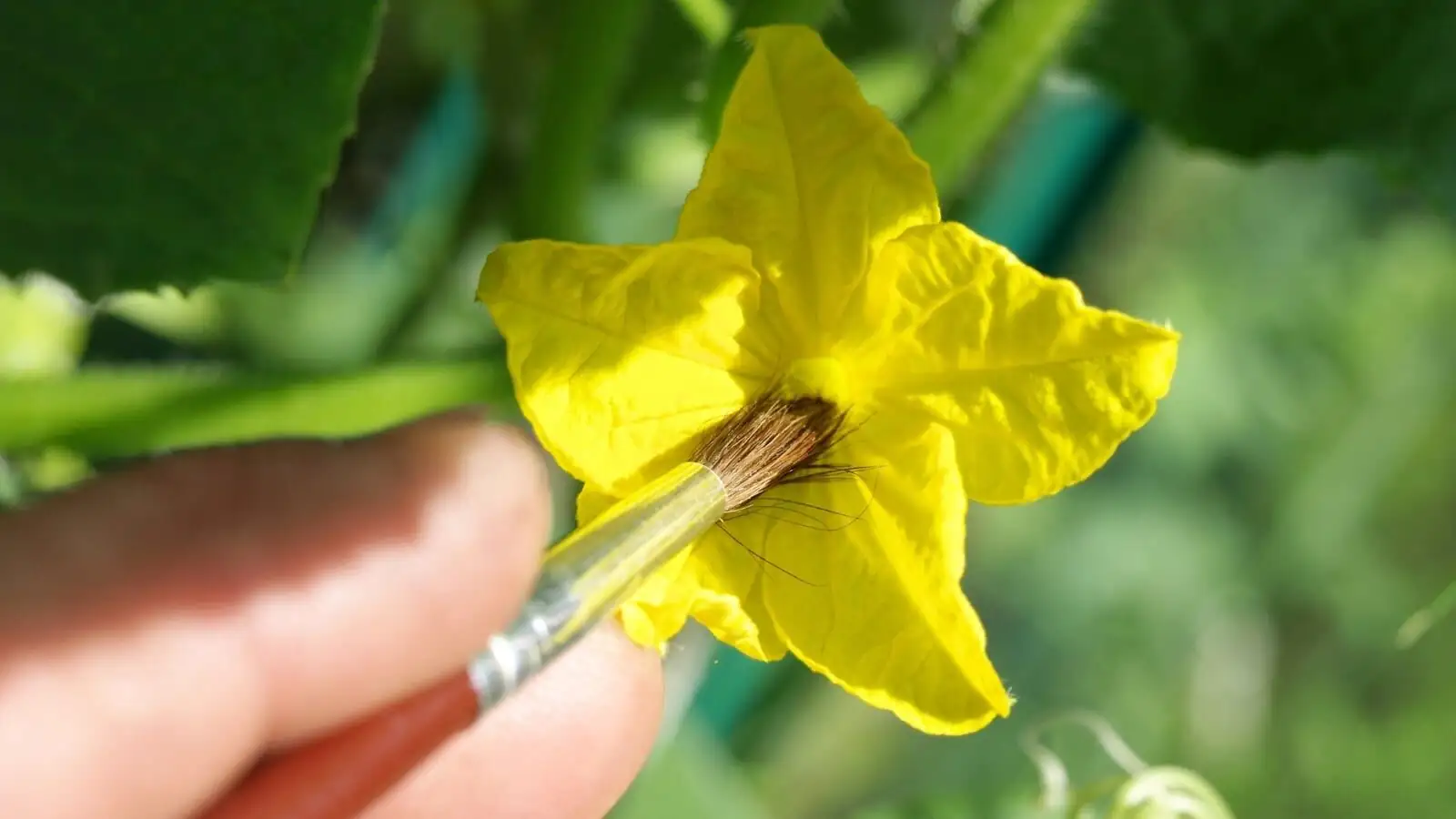 hand pollinating kumquat flower brush