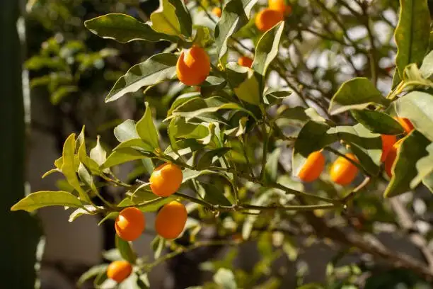 young kumquat fruit on branch