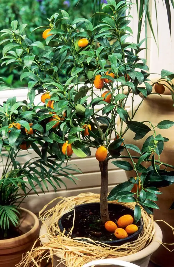 Small Tree, Big Show: The Art of Pruning and Pinching Kumquats for Maximum Fruit and Form