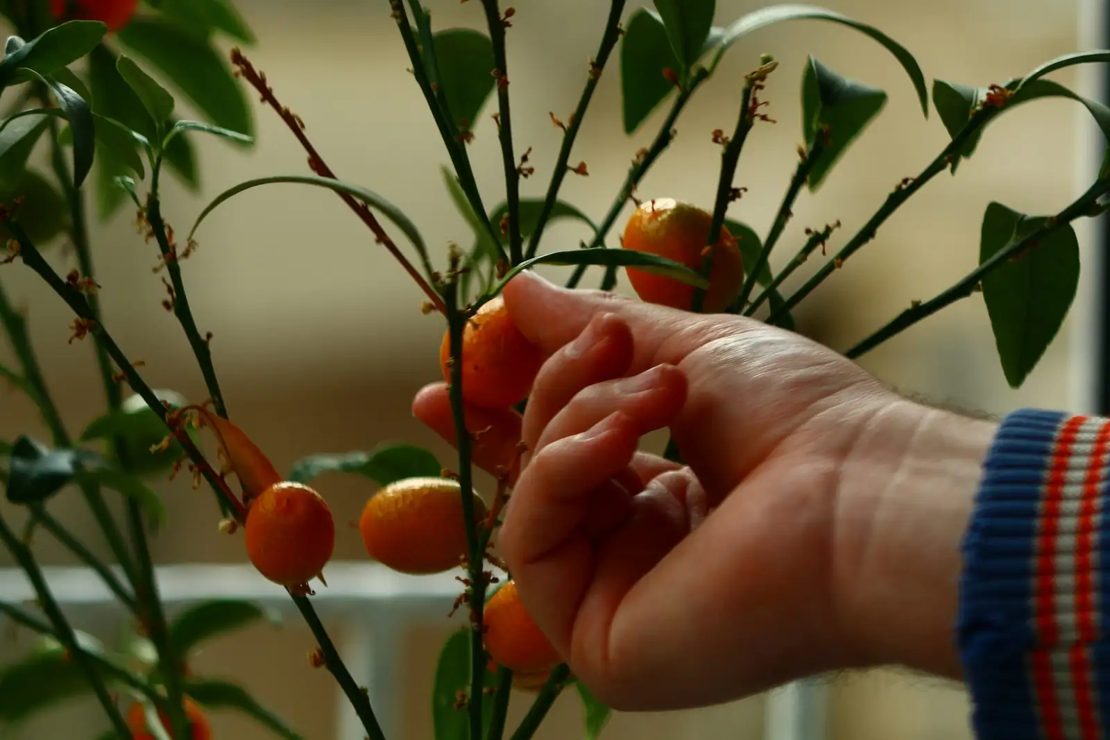 kumquat three-branch scaffold pruning