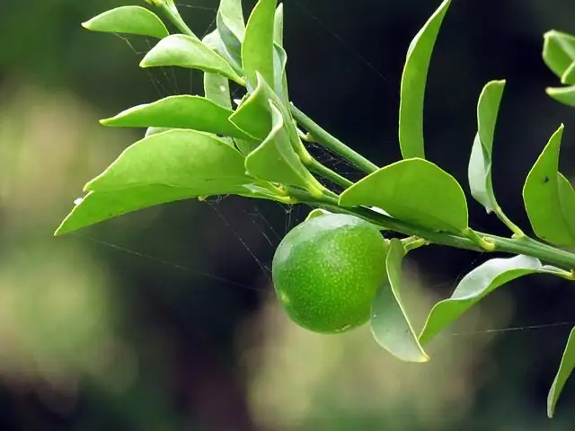 kumquat pinching new shoot