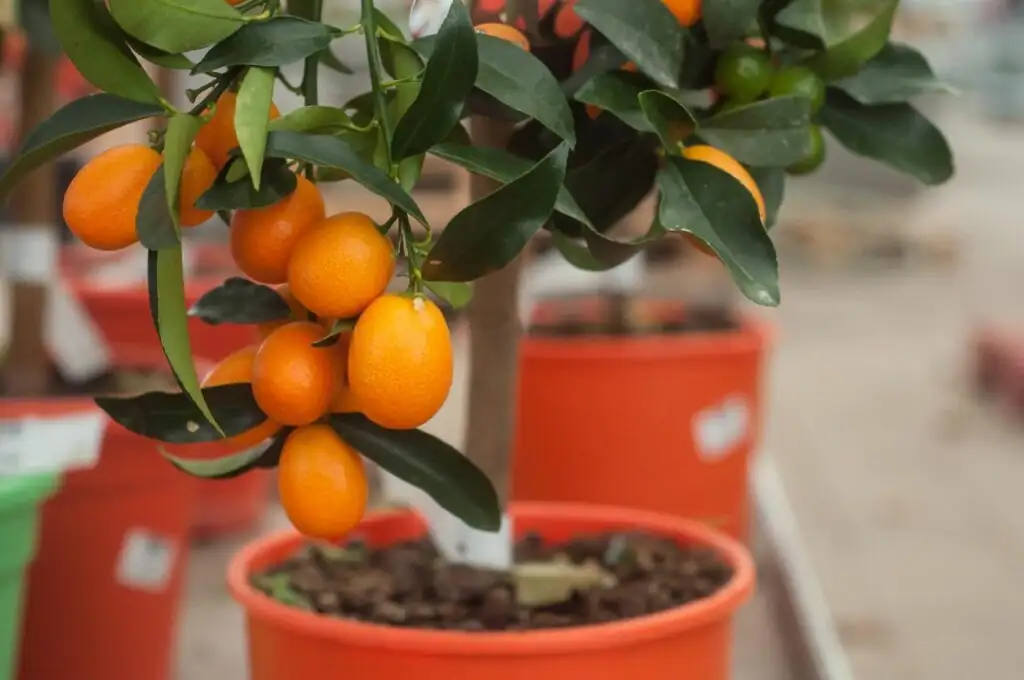 kumquat removing weak shoots