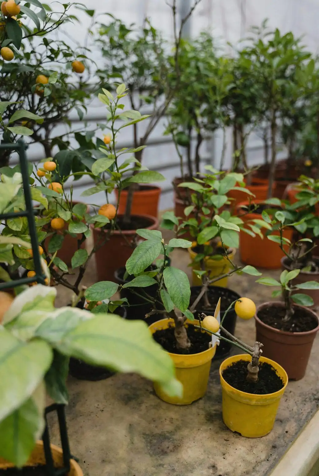 kumquat watering potted plant