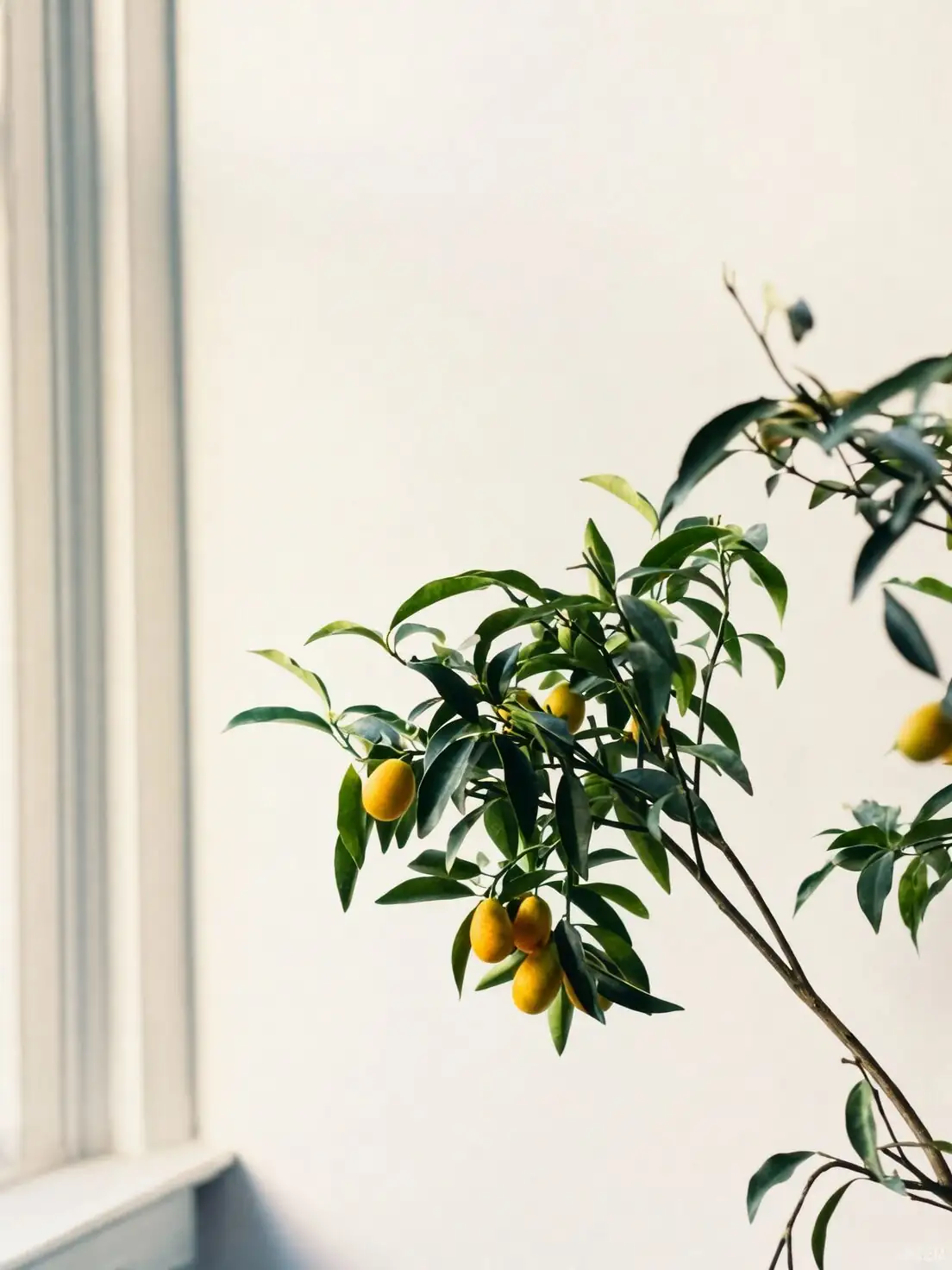 从“罗浮”到Kumquat：金橘如何走上年宵花巅峰？