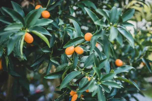 hand checking kumquat on branch