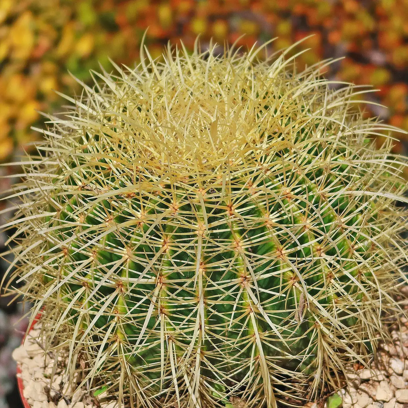 golden barrel cactus south window
