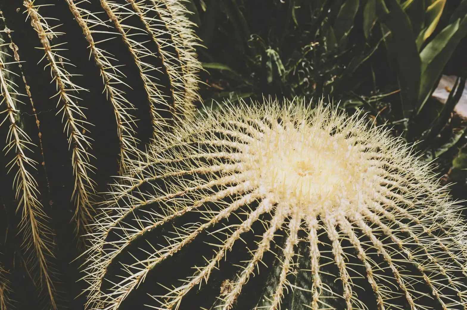 golden barrel cactus pups offsets