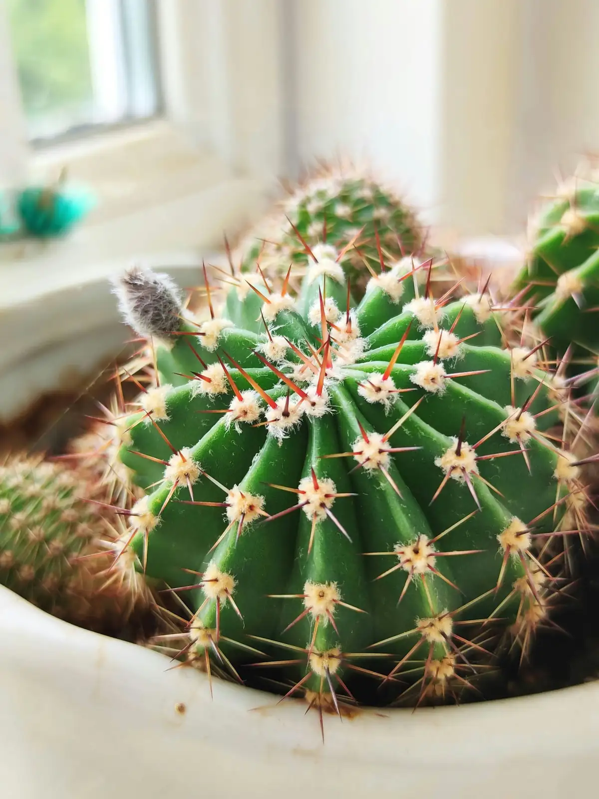 golden barrel cactus indoor window pot