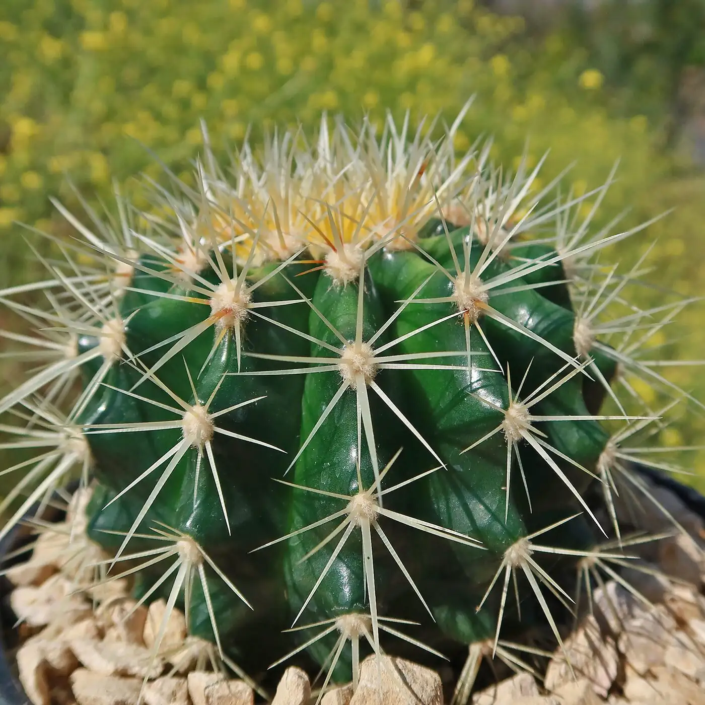 golden barrel cactus leaning toward window