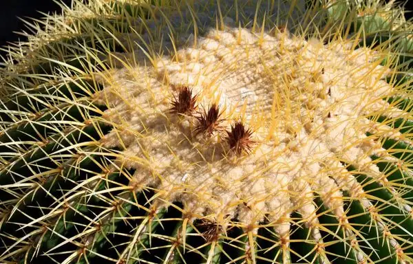 golden barrel cactus mealybugs close-up