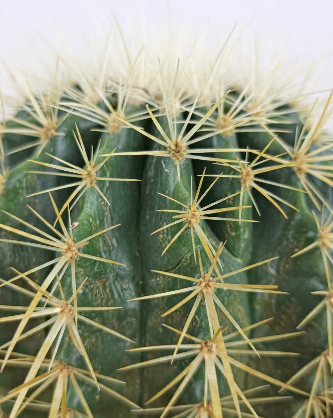 From Mexican Hillsides to Your Windowsill: The Wild Journey of the Golden Barrel Cactus
