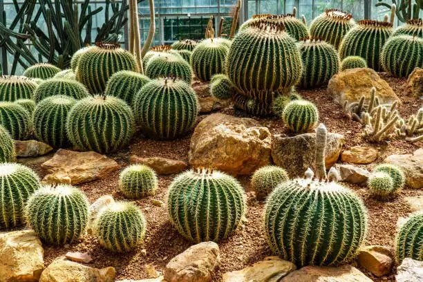 golden barrel cactus trio gravel garden