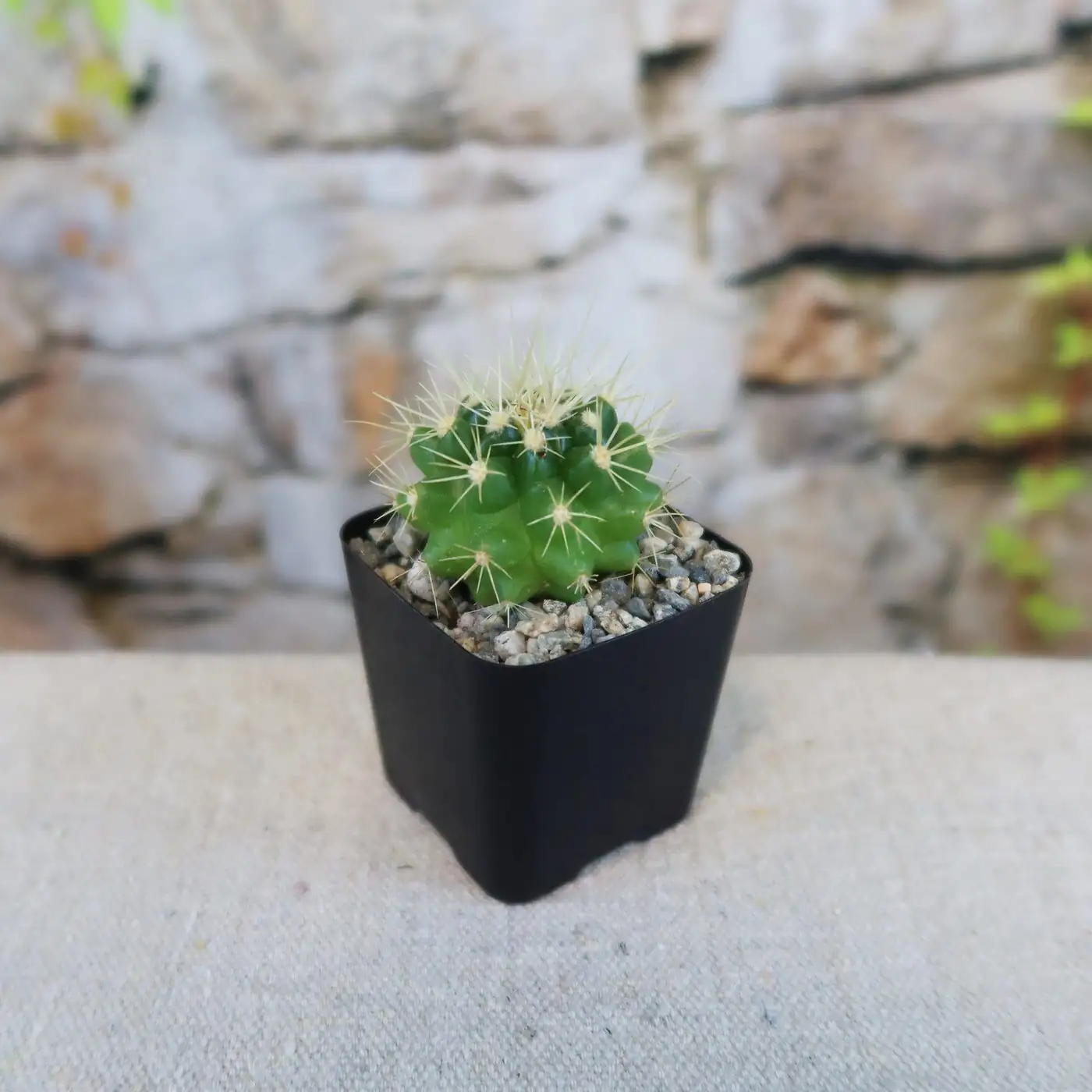 golden barrel cactus indoor south window pot