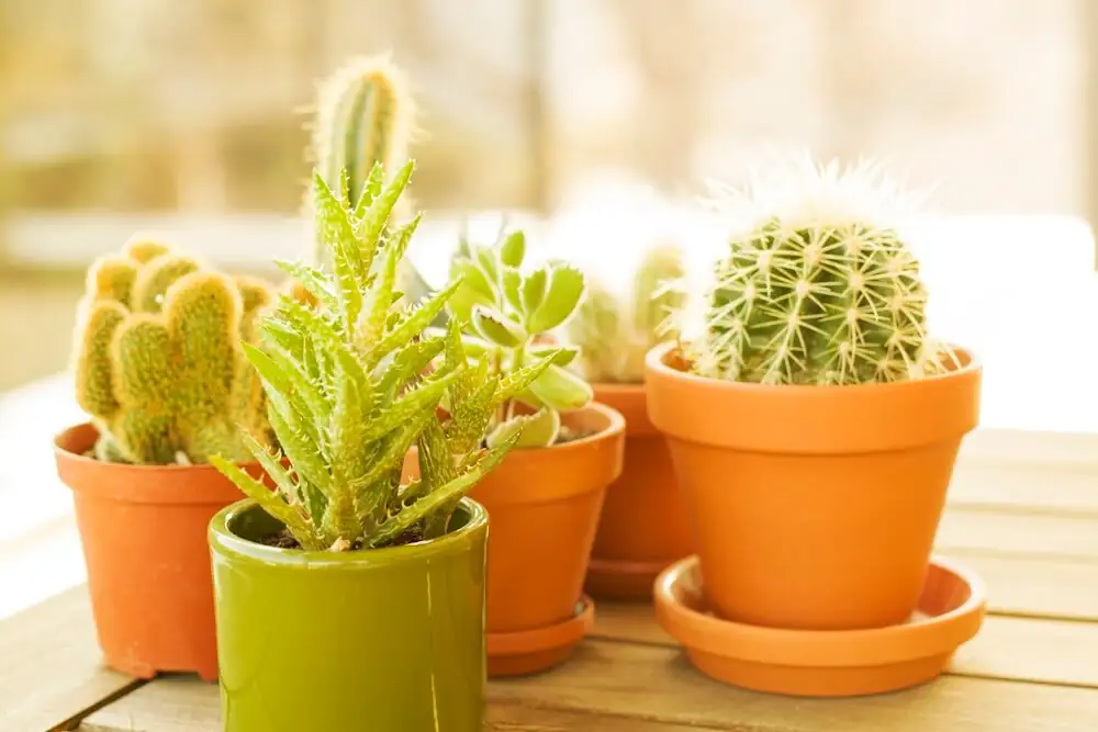 Perfect Green Cannonball? 9 Quirky Facts About the Golden Barrel Cactus