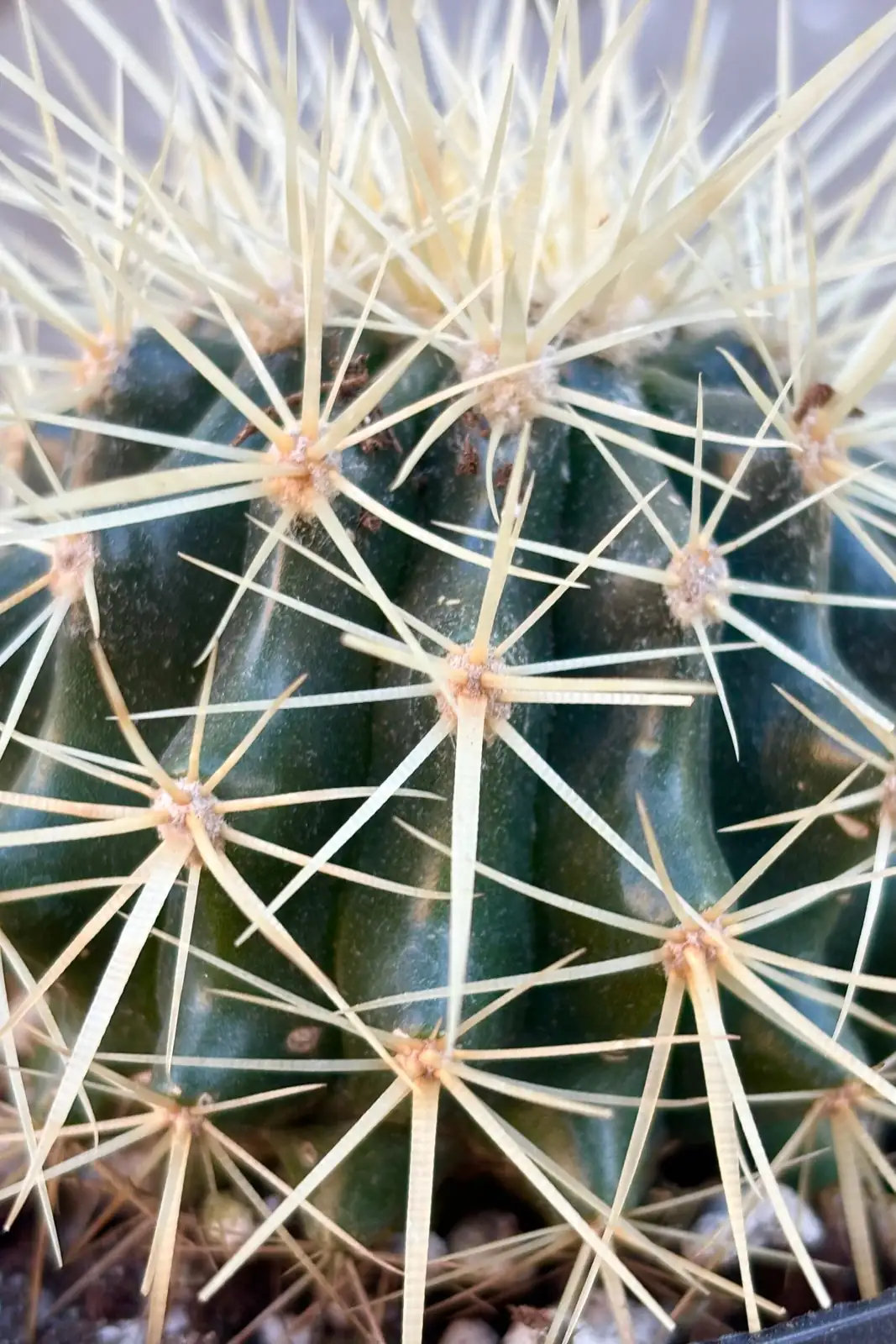 golden barrel cactus ribs close-up