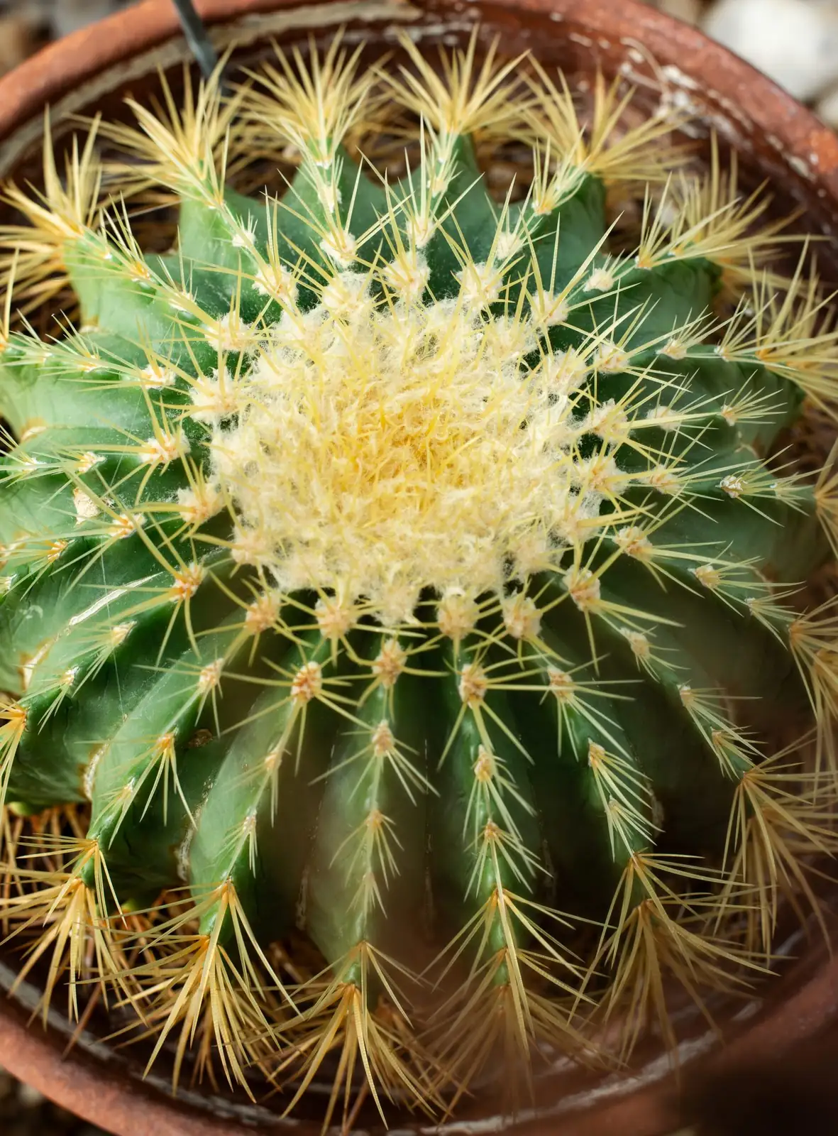 golden barrel cactus crown flowers