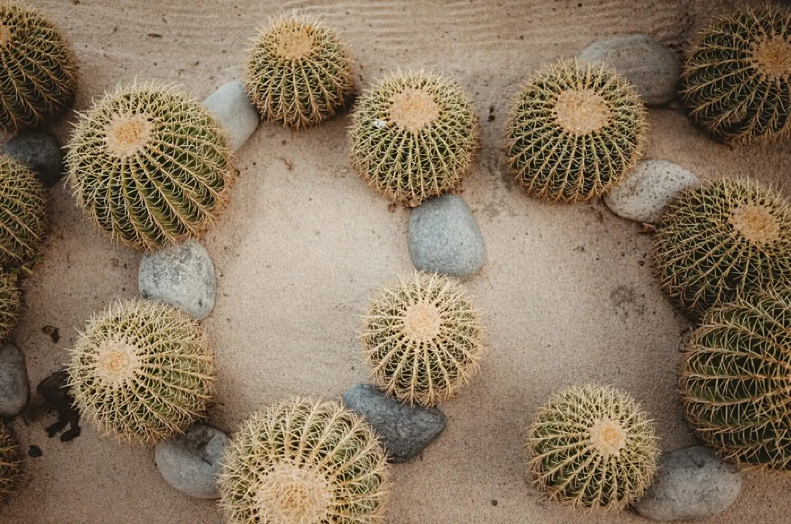 golden barrel cactus offsets pups