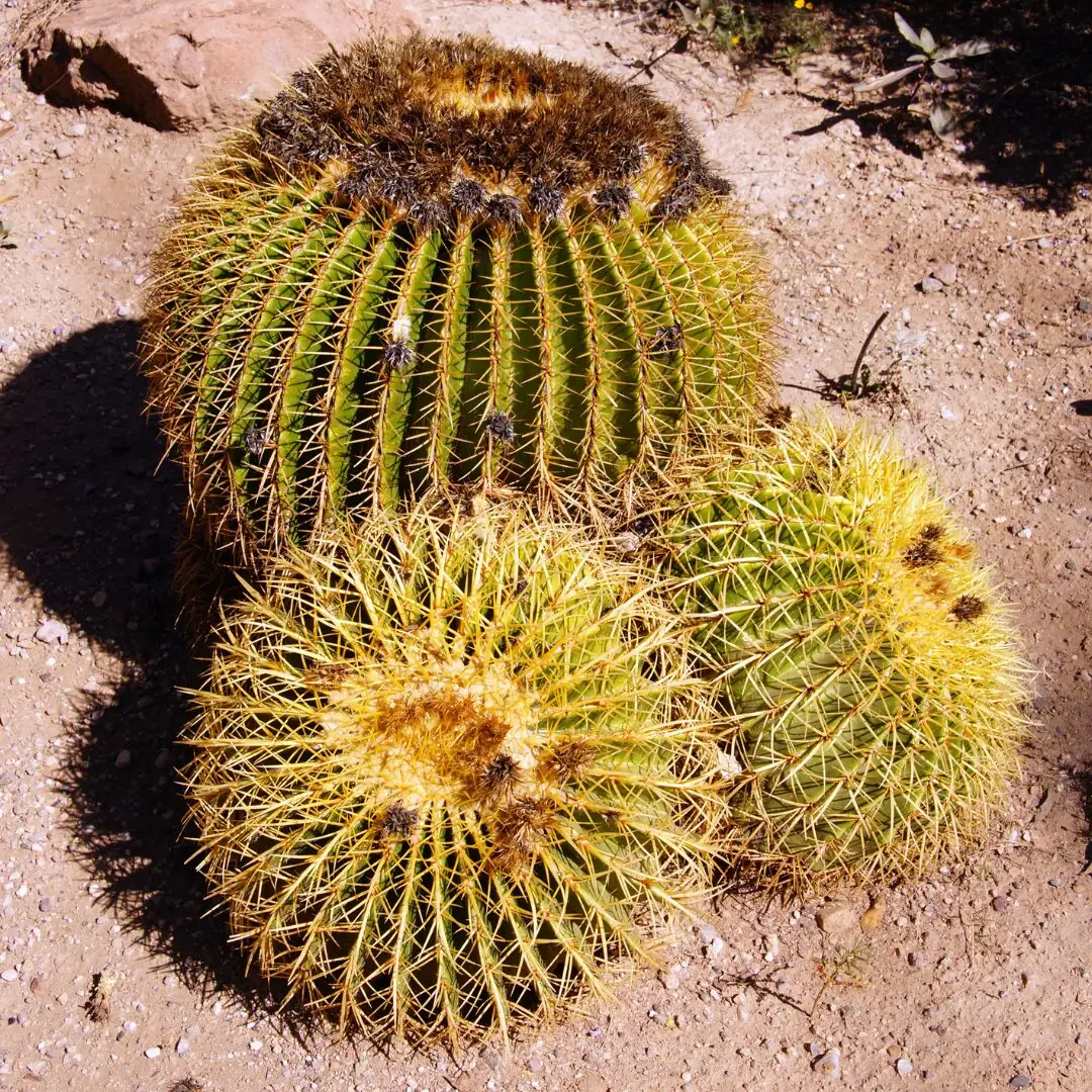 golden barrel cactus rock garden cluster