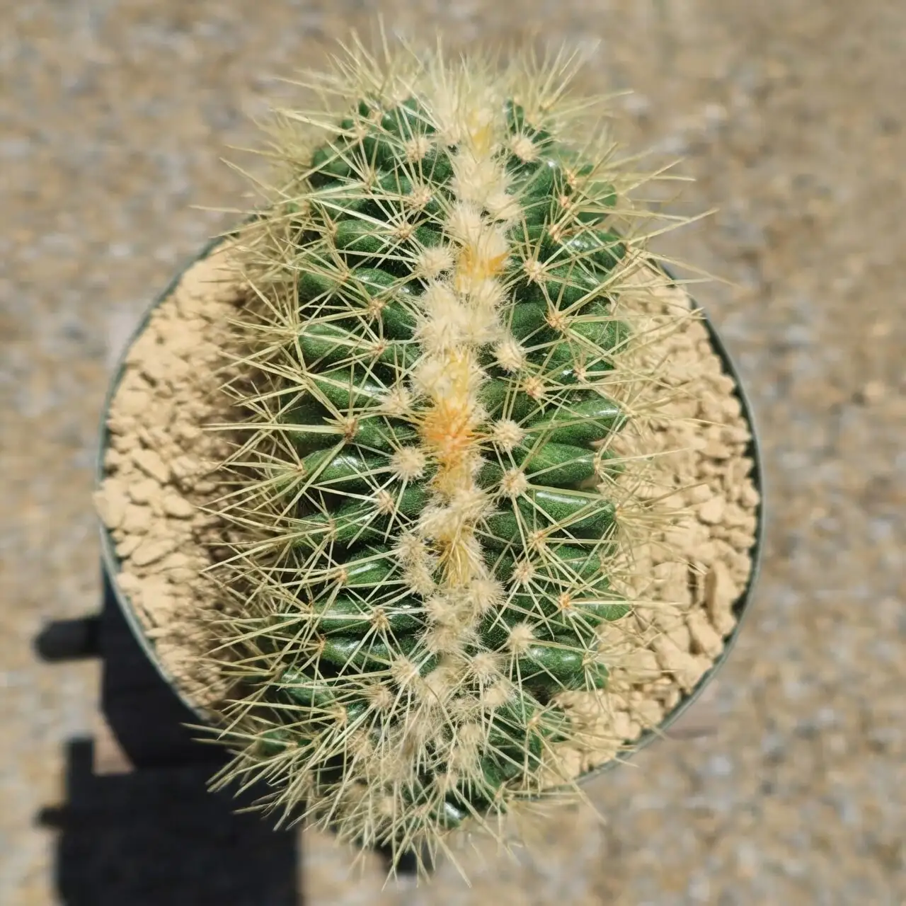 golden barrel cactus spines close up