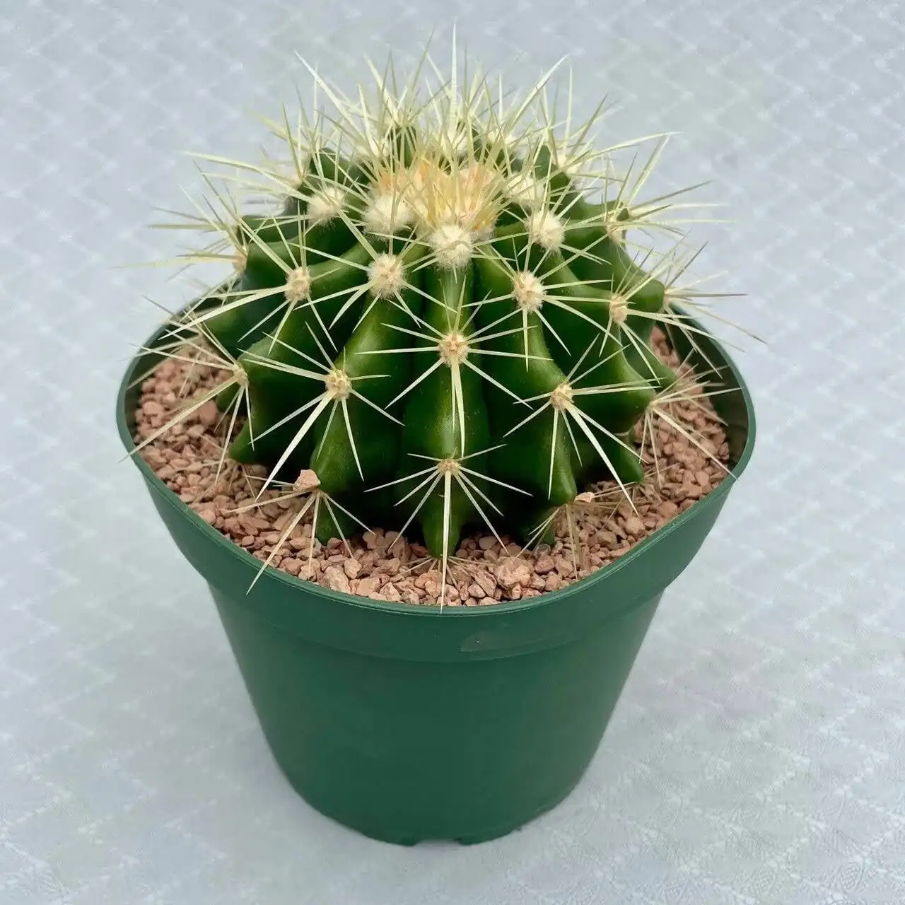 golden barrel cactus office desk