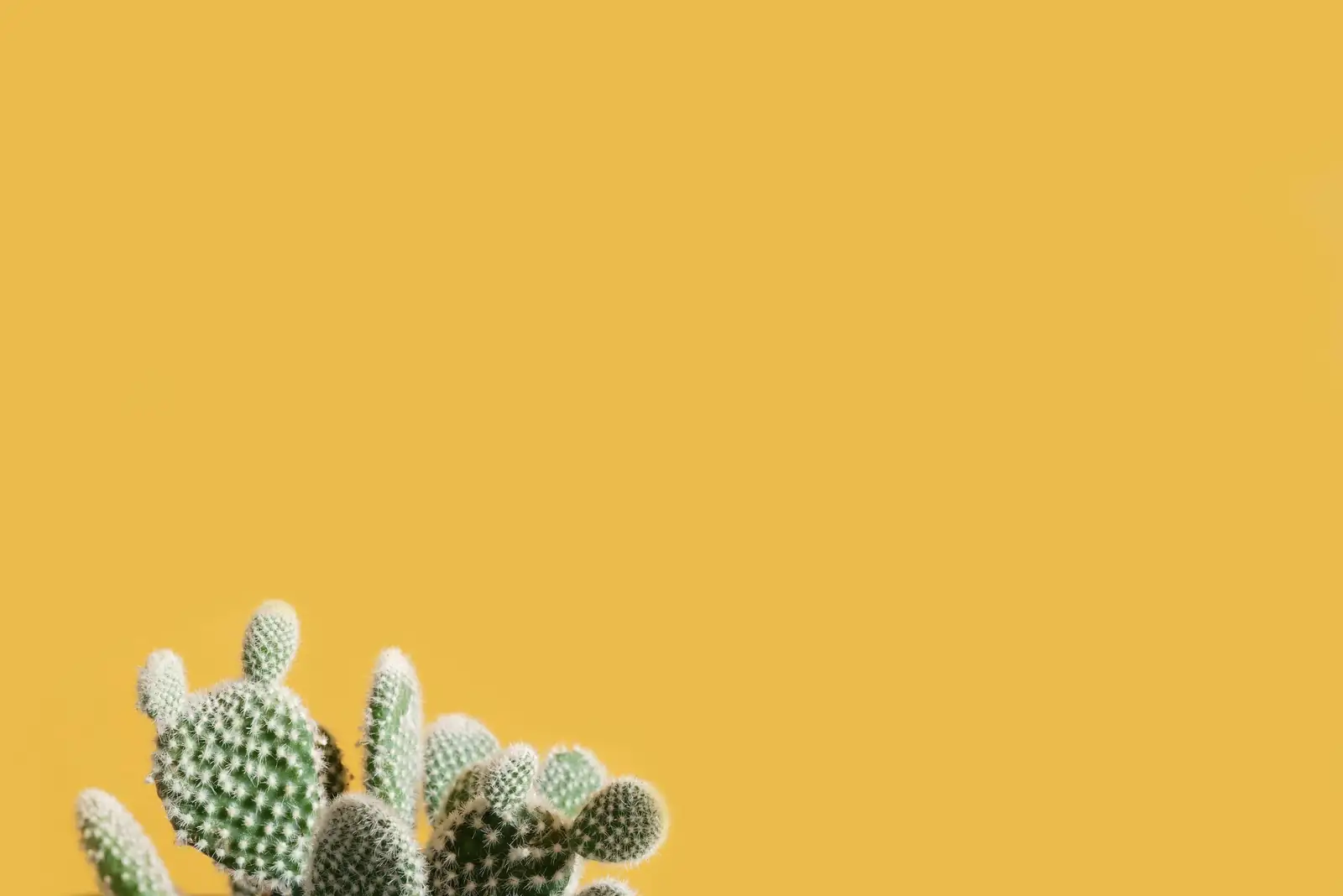 golden barrel cactus gift with card