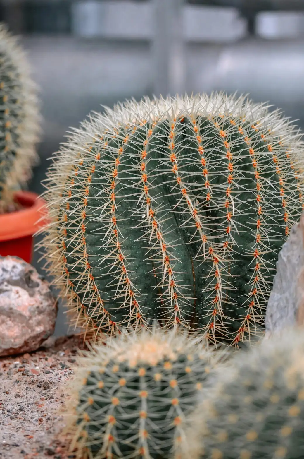 golden barrel cactus south window