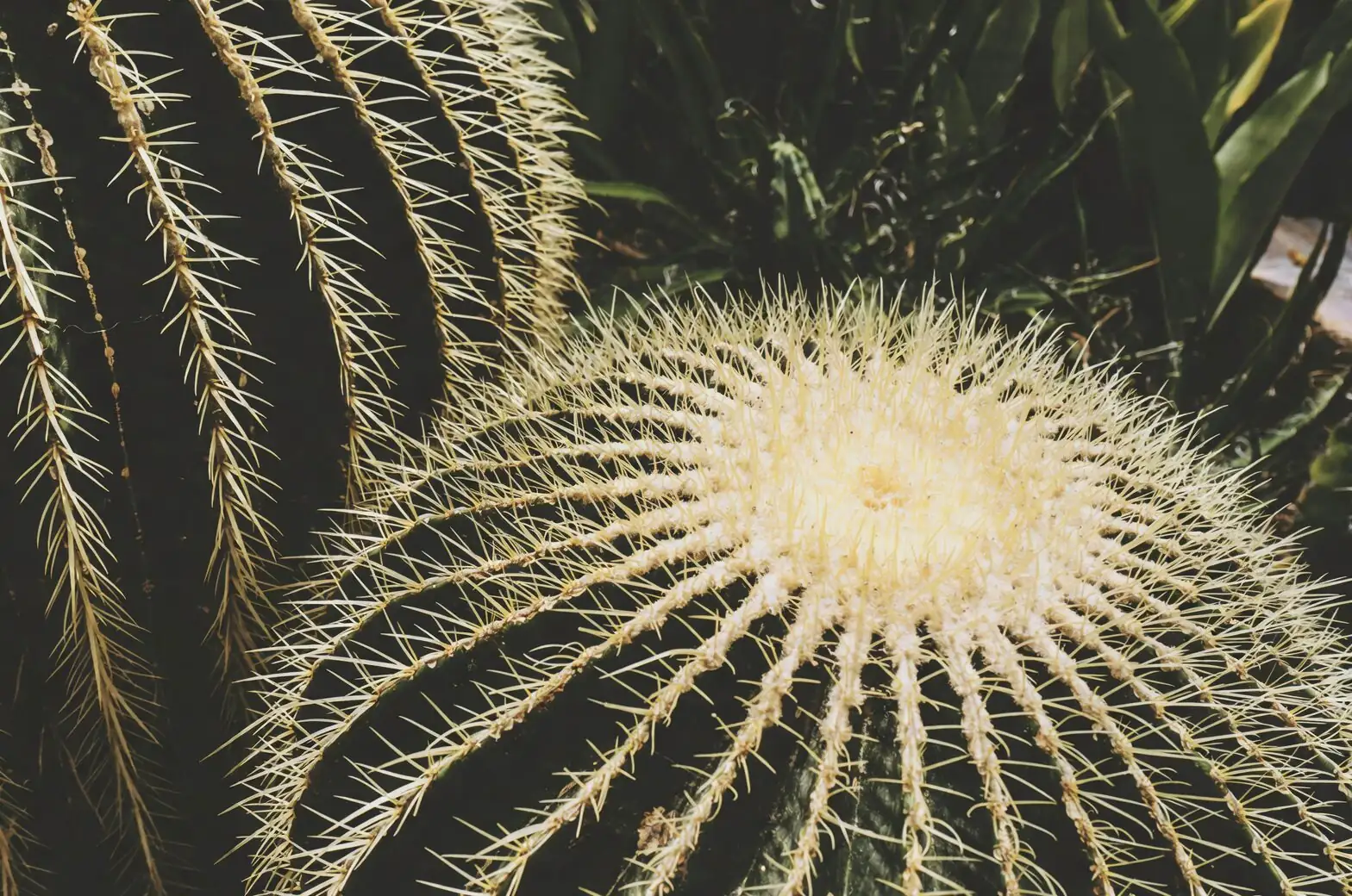 golden barrel cactus window light shadows
