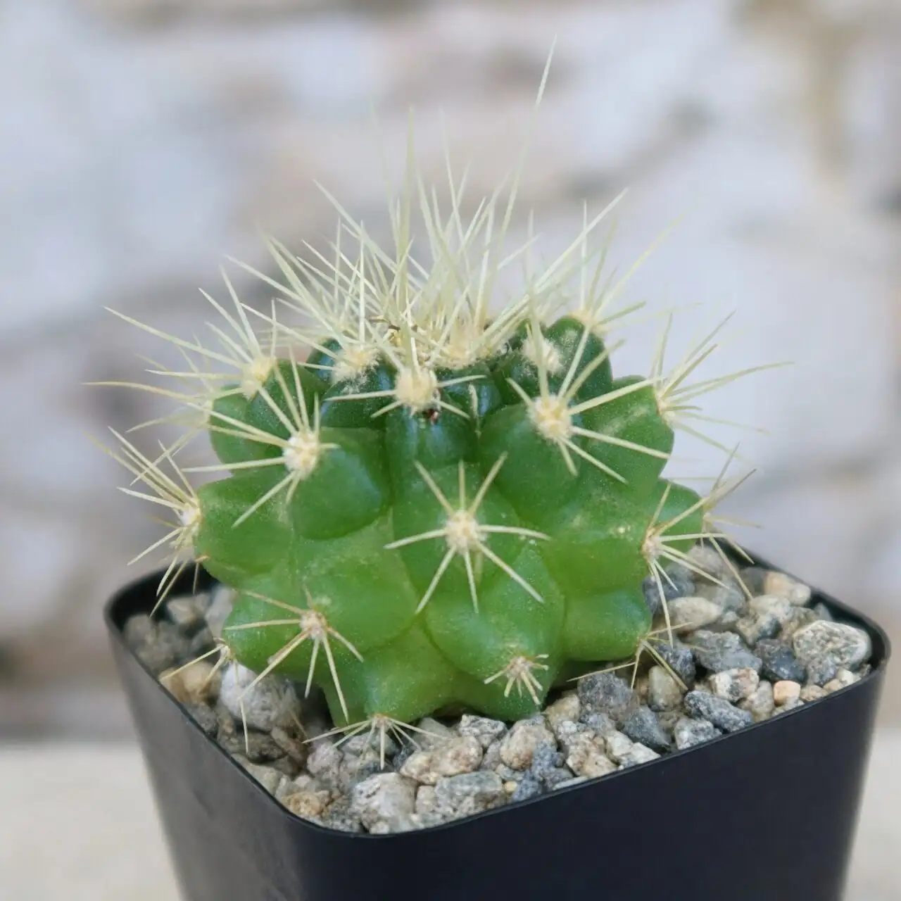 golden barrel cactus matte black pot