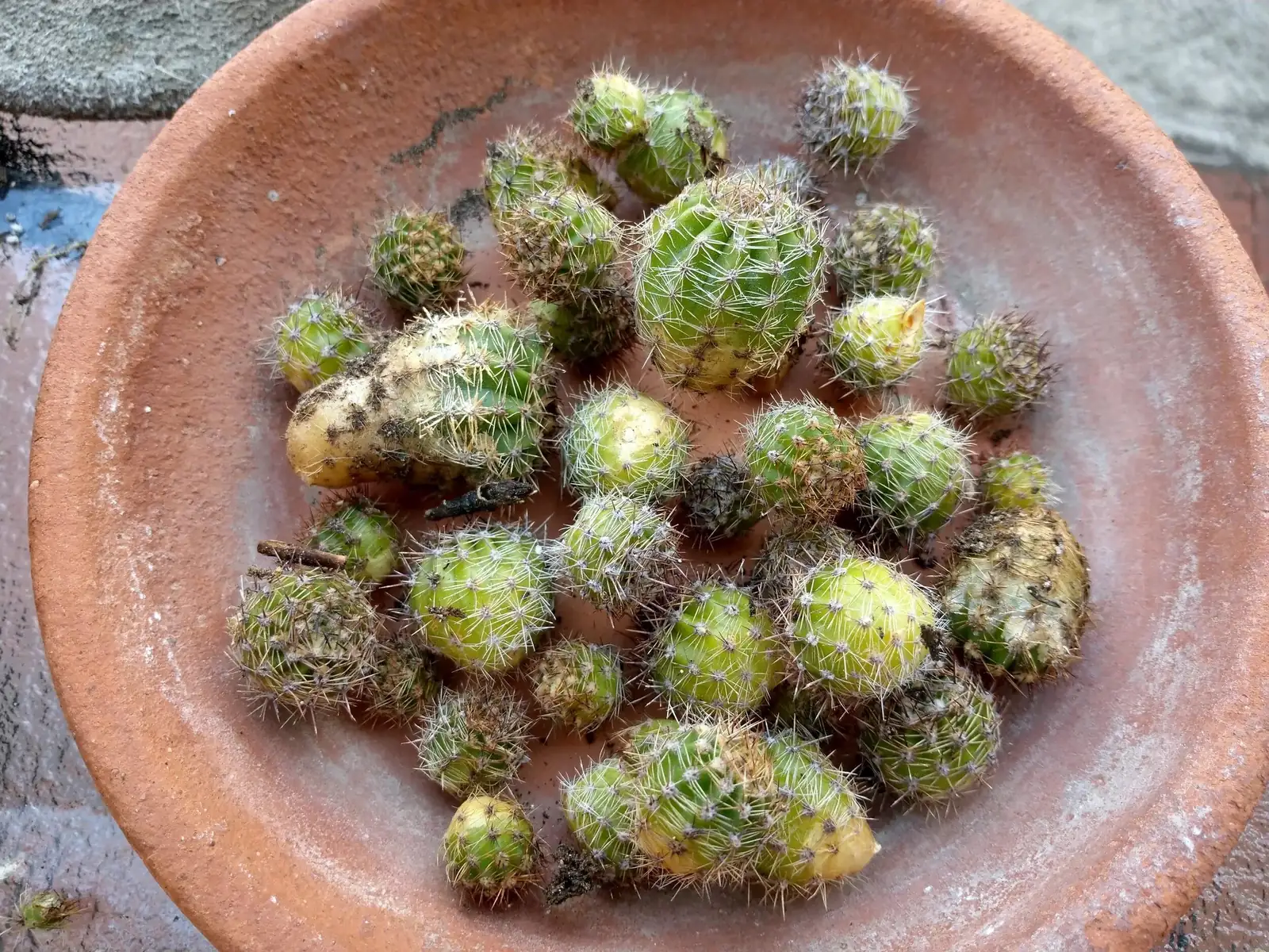 golden barrel cactus pups callusing