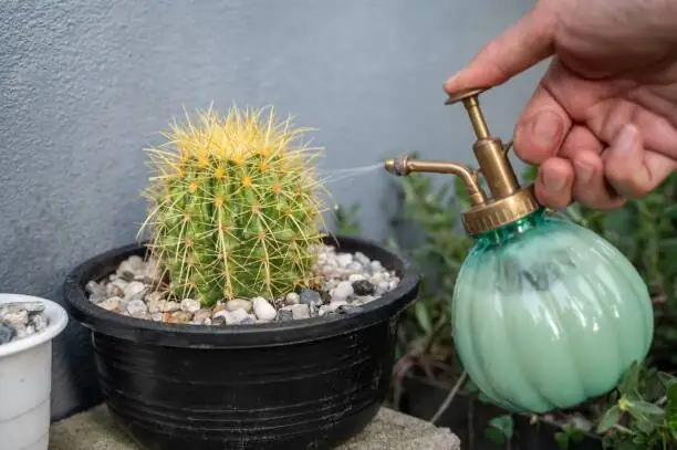 golden barrel cactus potting mix tools
