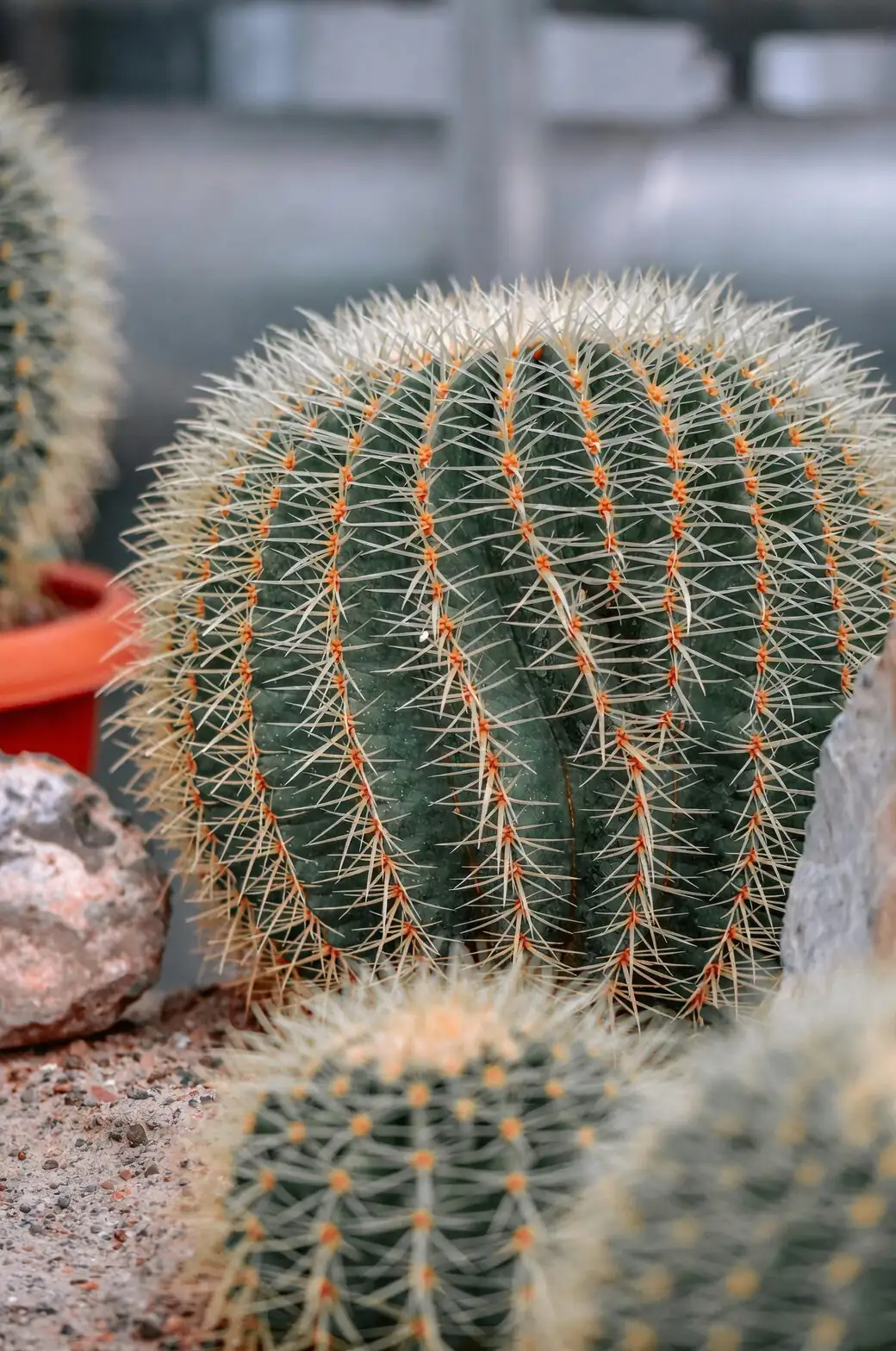 golden barrel cactus watering long spout