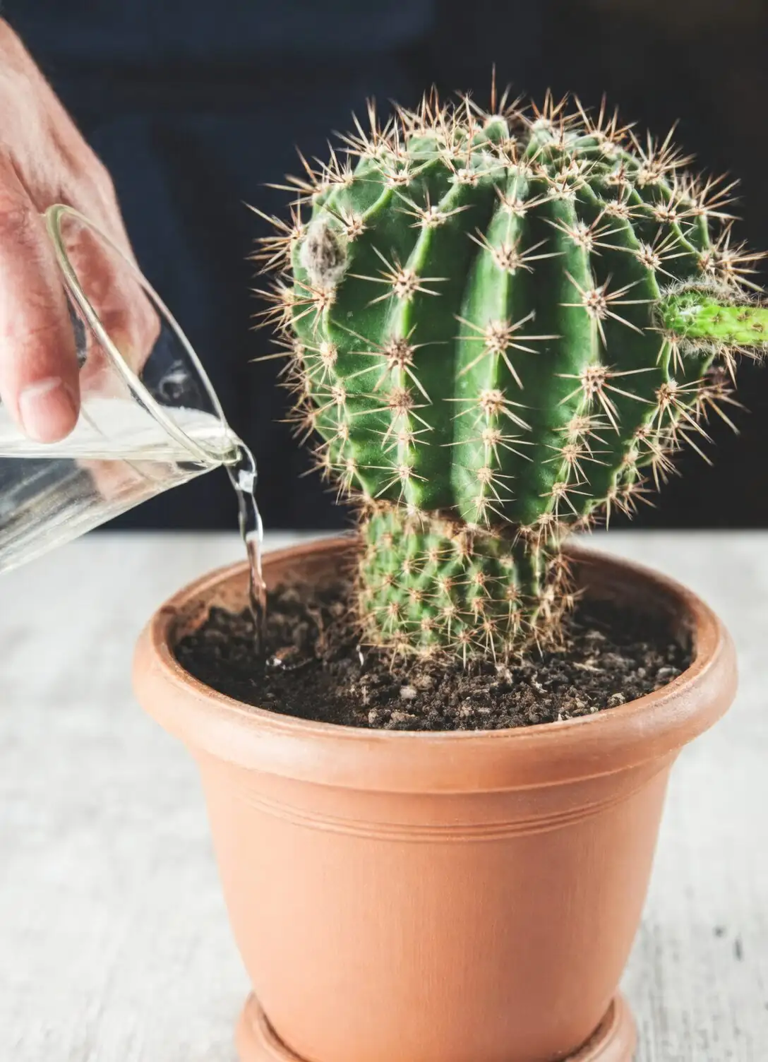 Can a Barrel Cactus Live in Water? We Tried Hydroponics So You Don’t Have To