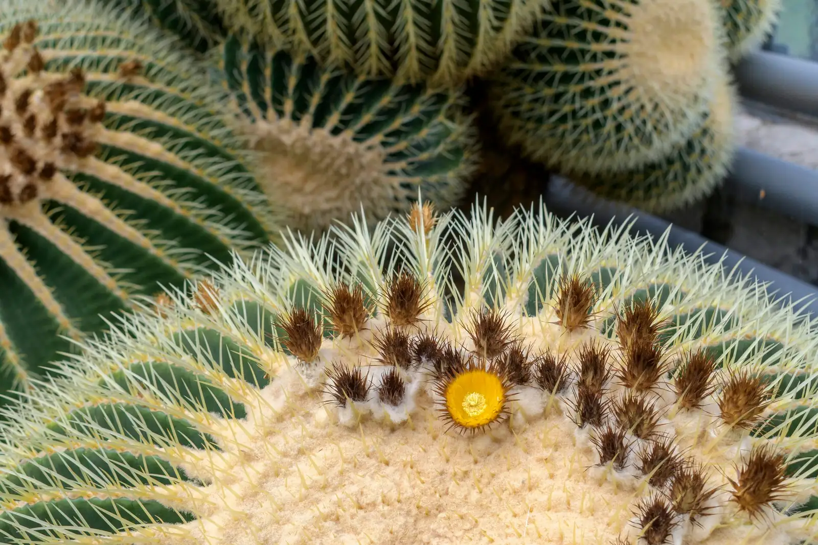 golden barrel cactus crown spines close-up