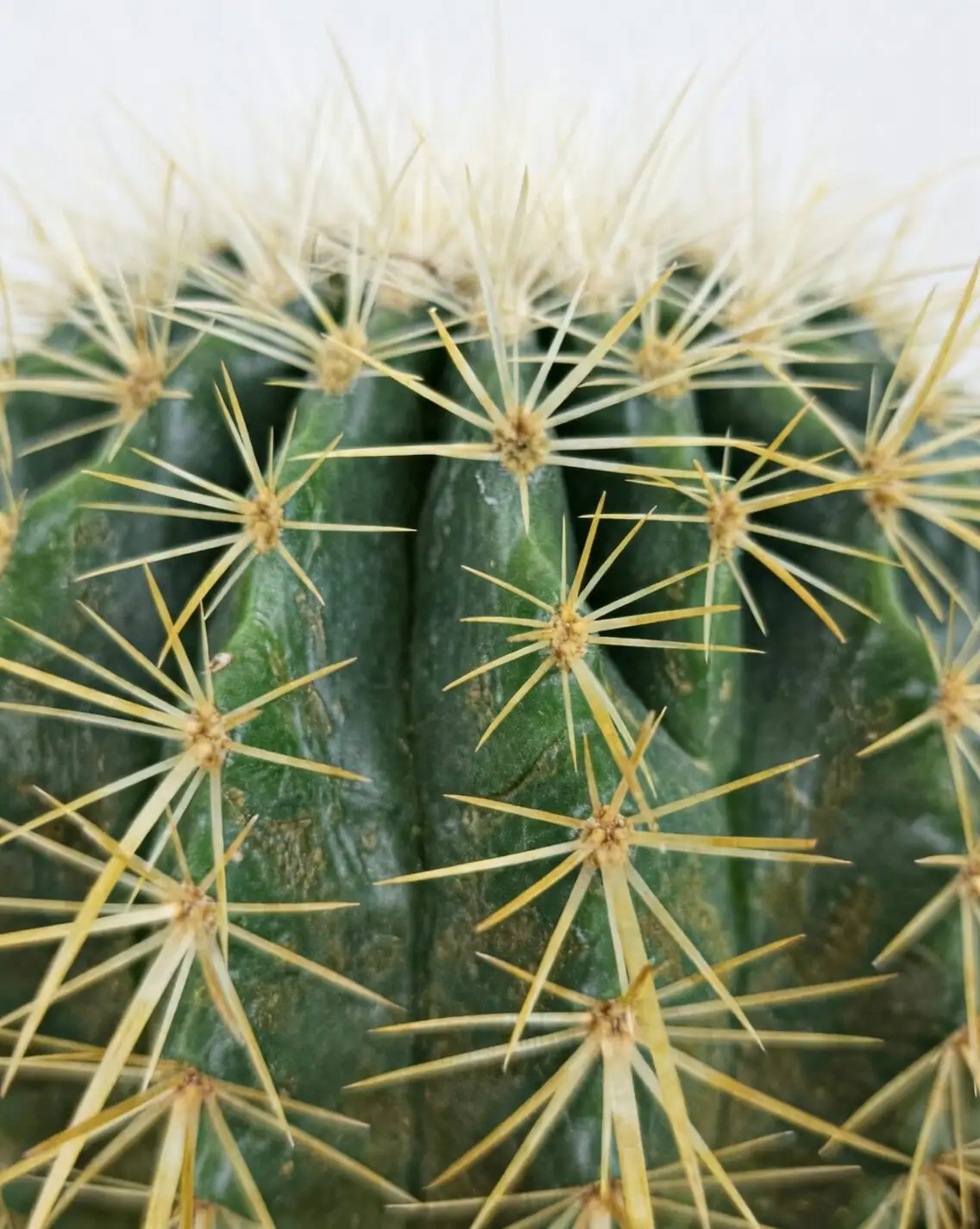 golden barrel cactus roots half submerged