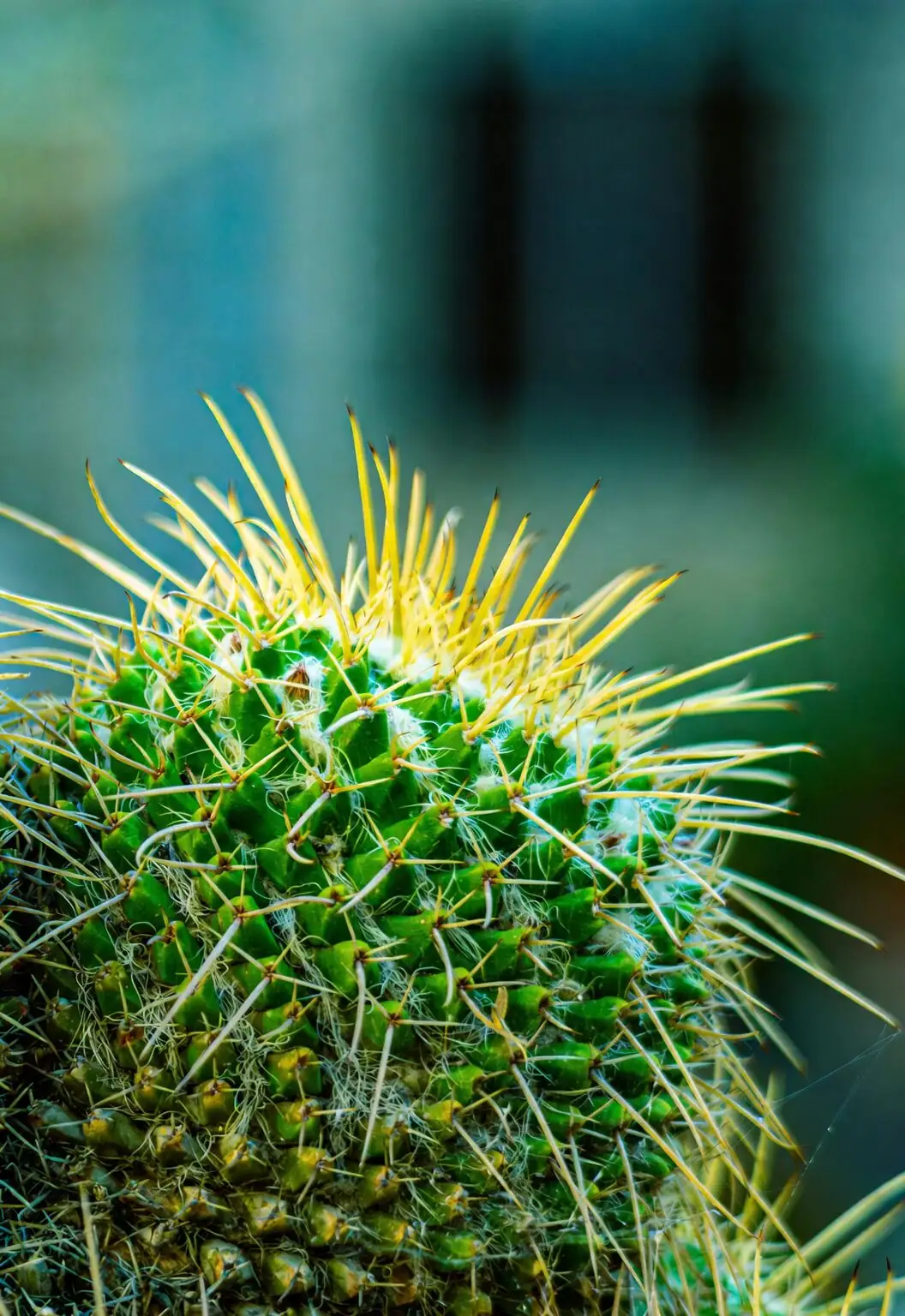 golden barrel cactus watering from side