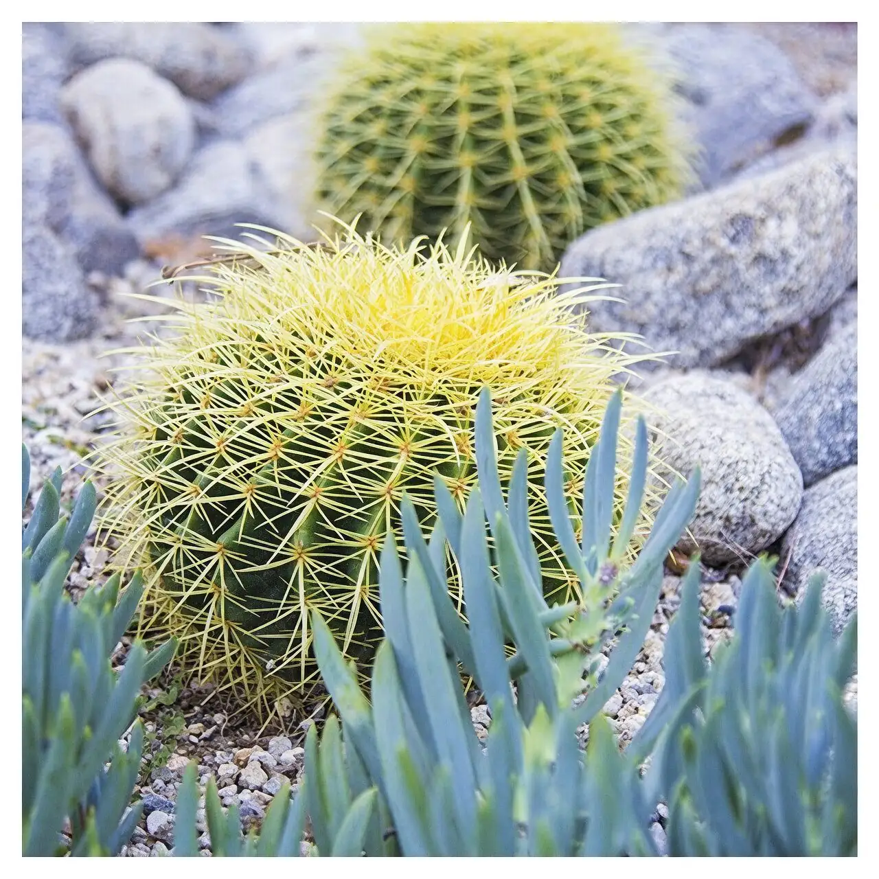 Pebbles, Sun, and Drama: Designing a Mini Xeriscape with Golden Barrels