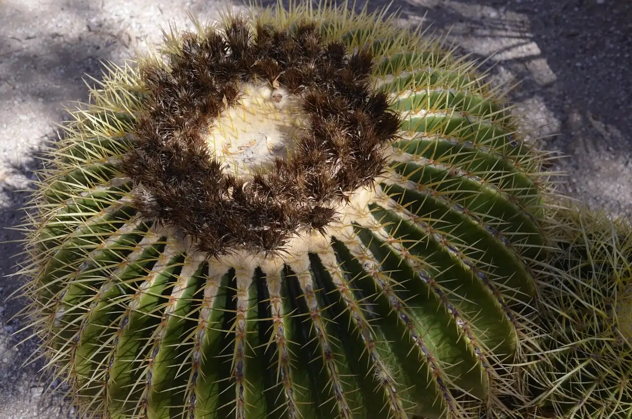 golden barrel cactus balcony container