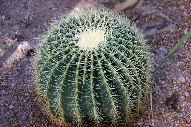 golden barrel cactus watering soil line