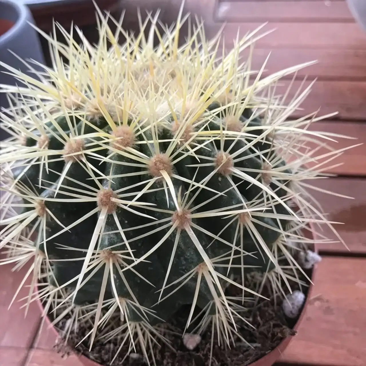 Beauty with Armor: Safe Handling, Kid-and-Pet Placement, and Painless Repotting