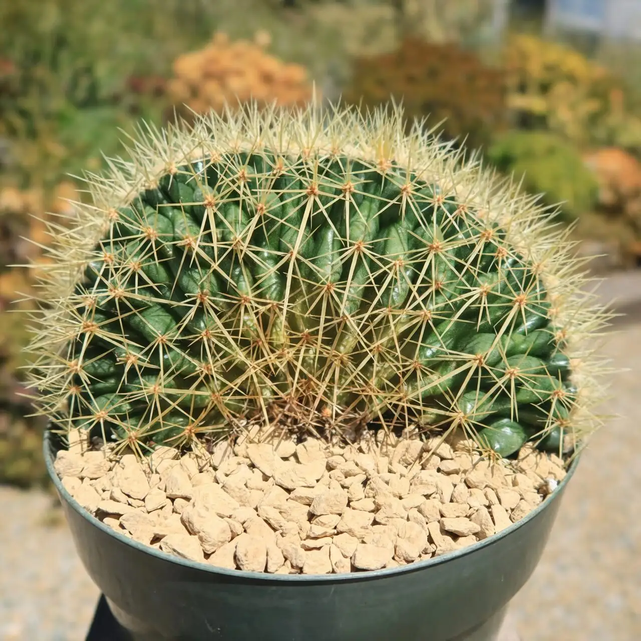 golden barrel cactus on high shelf