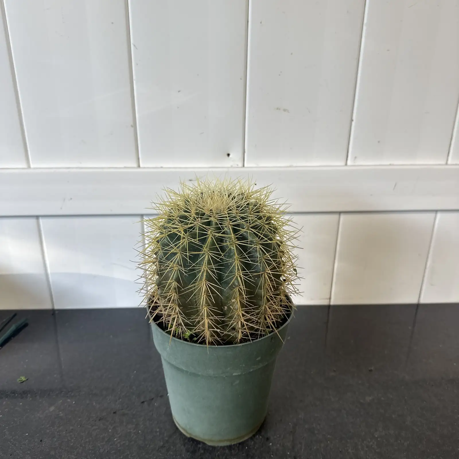 golden barrel cactus repotting gloves