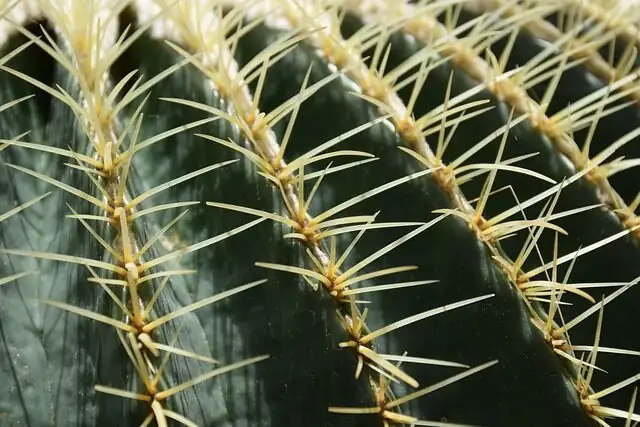 hand wiping painted golden barrel cactus