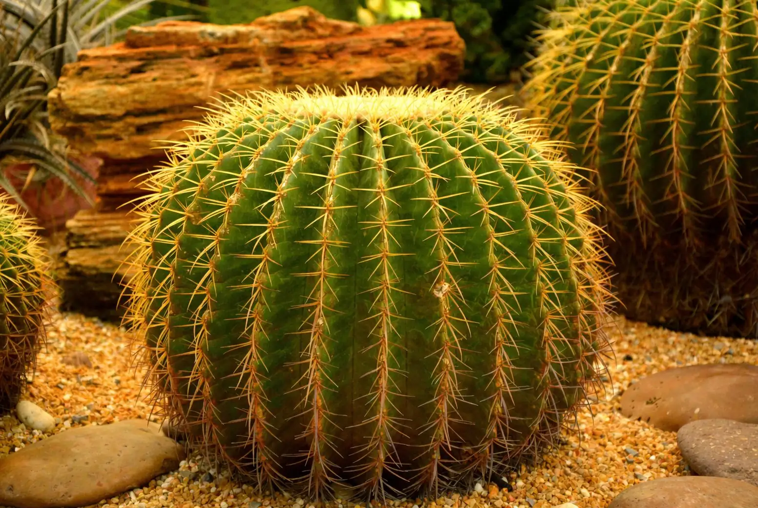 golden barrel cactus repotting gloves