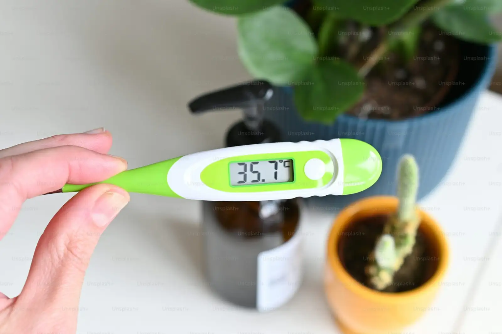 golden barrel cactus infrared thermometer