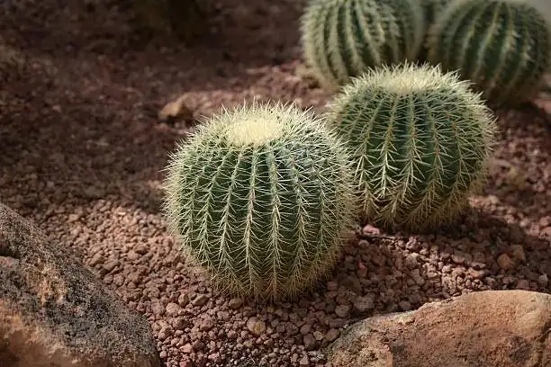 golden barrel cactus sunburn close up
