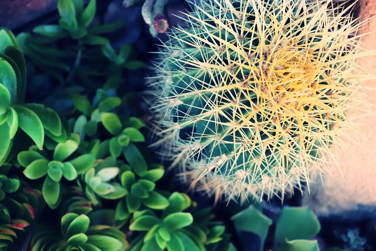 golden barrel cactus desk fan