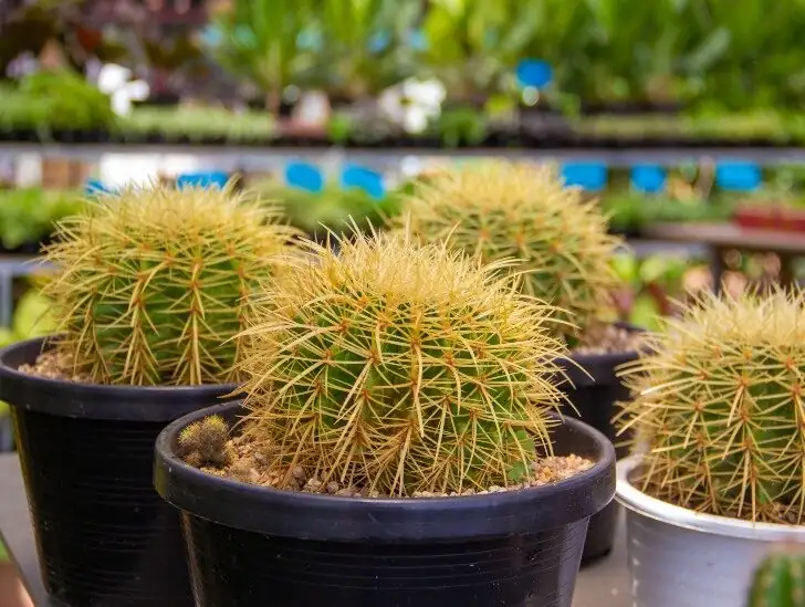 golden barrel cactus dry soil winter windowsill