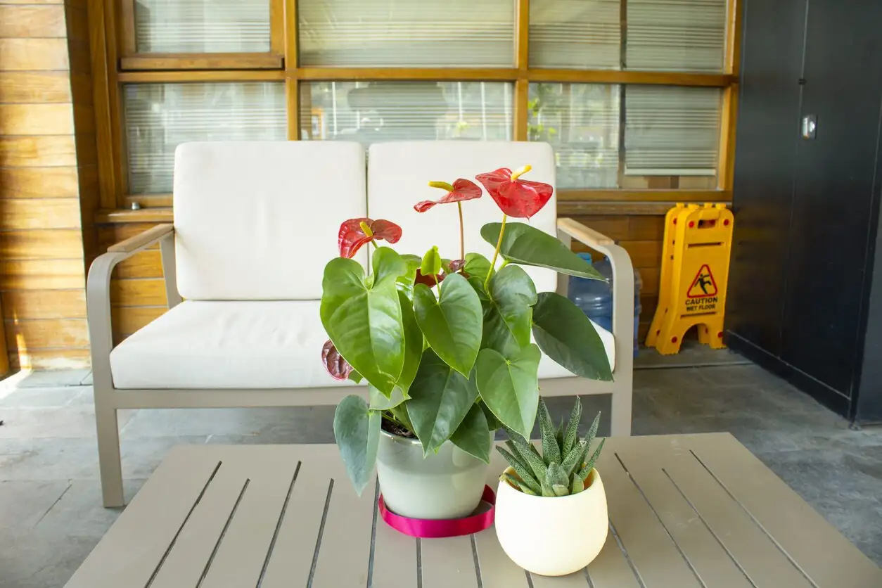 anthurium east window sheer curtain