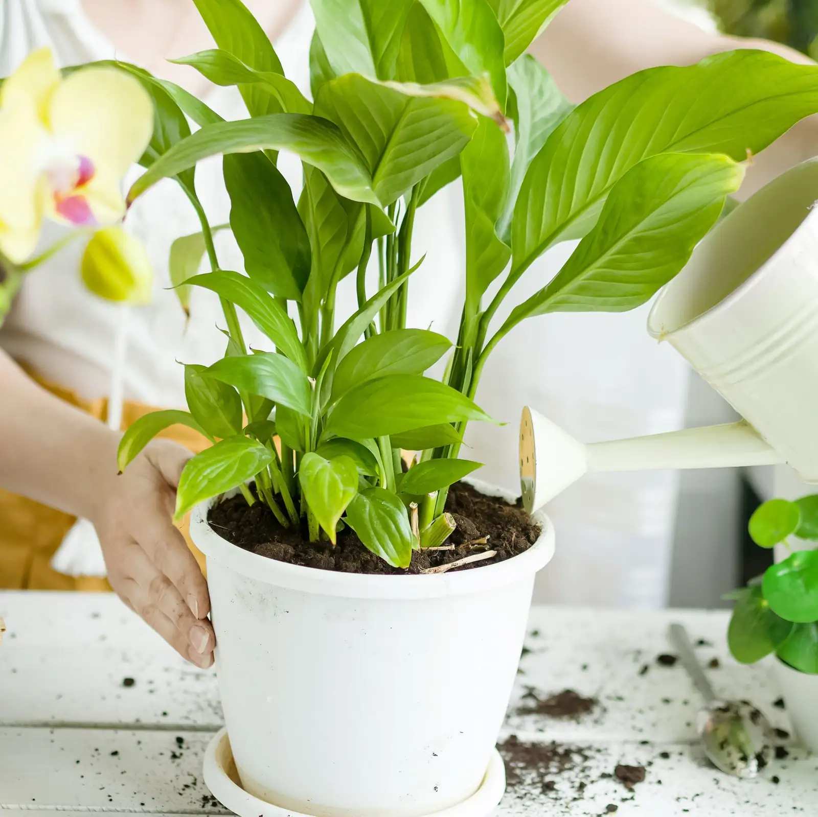 anthurium watering draining pot