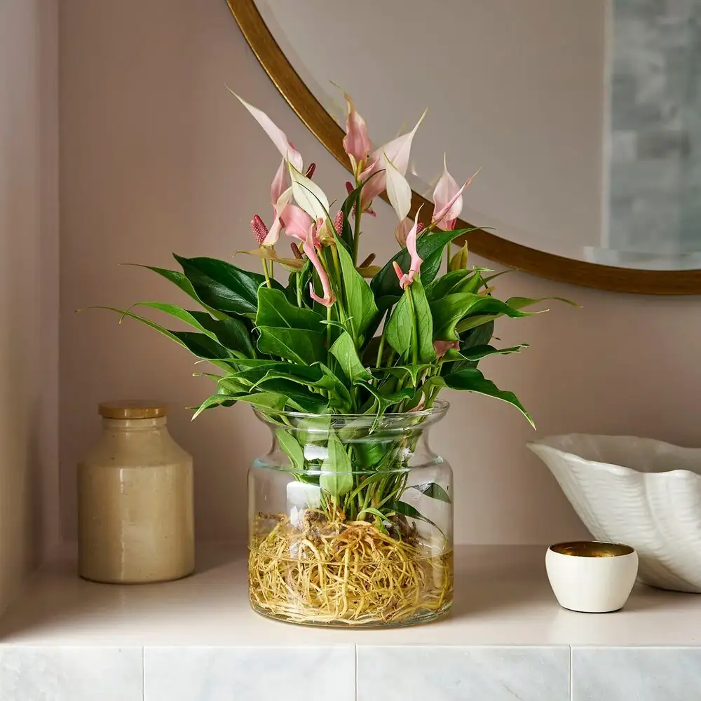 anthurium hydroponic glass vase roots